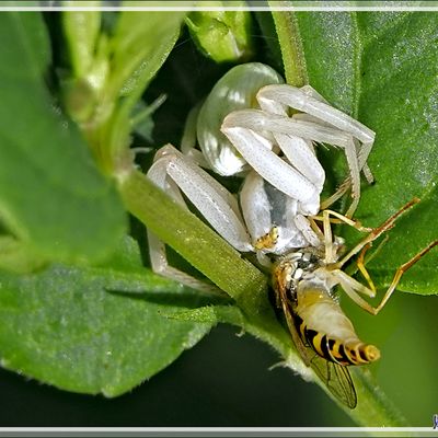L'Araignée crabe thomise variable et la malheureuse Syrphe ceinturée - Lartigau - Milhas - 31