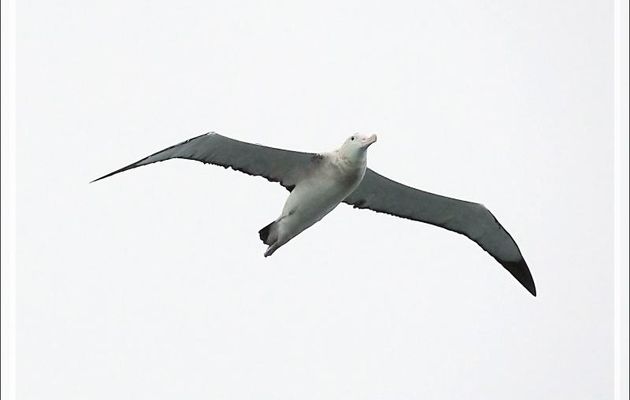 Albatros de Tristan, Tristan Albatross (Diomedea dabbenena) - Gough Island - Archipel de Tristan da Cunha