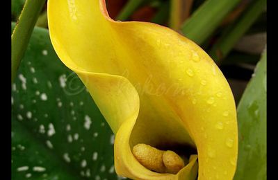 Enfin, arrivée des Arums !