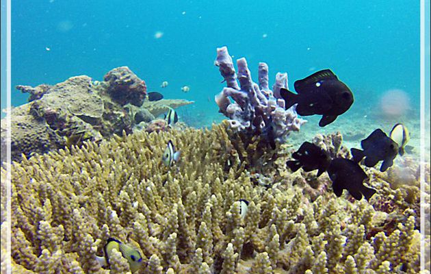 Les Demoiselles obscures (Dascyllus carneus) partagent leur corail avec les Demoiselles domino (Dascyllus trimaculatus) - Nosy Mitsio - Madagascar