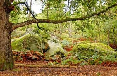 L'arbre et la forêt