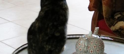 Dimanche c'est chat
