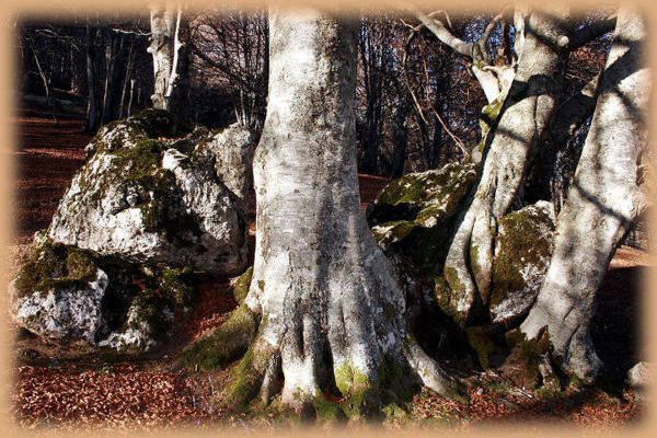 Flore des Pyrénées (Images de mon ancien blog, année 2010)