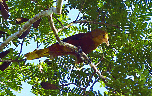Animation gif : Cassique roussâtre, Russet-backed Oropendola (Psarocolius angustifrons) et sa nidification grégaire - Inkaterra Hacienda Concepcion - Puerto Maldonado - Pérou