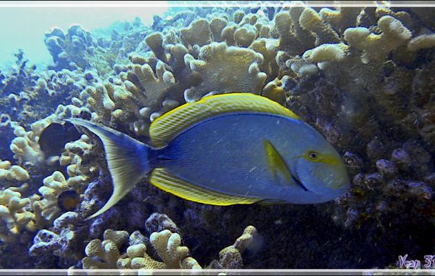 Superbe Chirurgien à queue blanche, Elongate surgeonfish or Pale surgeonfish (Acanthurus mata) - Passe Tumakohua (passe sud) - Atoll de Fakarava - Tuamotu - Polynésie française