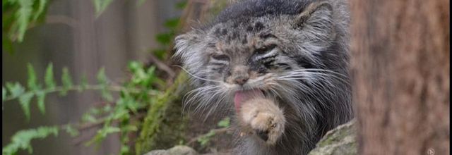 La Ménagerie, le Zoo du Jardin des Plantes : Chat de Pallas