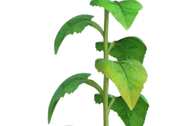 Tube de "tournesol" blanc (render-image)