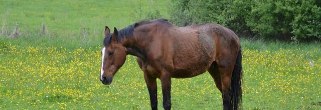 Saint Rémy-lès-Chevreuse : Ferme de Coubertin : Une retraite bien méritée