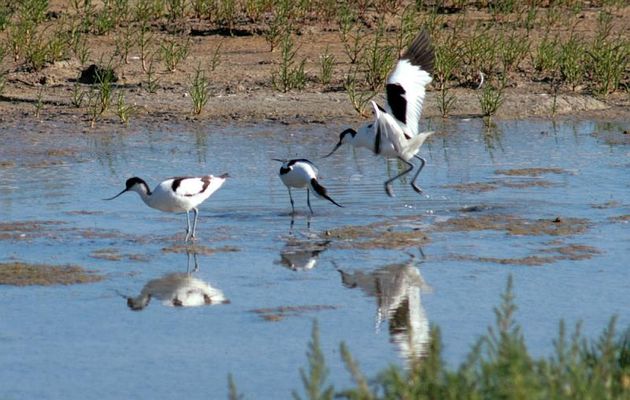 Chamailleries entre avocettes pour la défense du territoire - Ile de Ré - 17