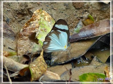 Quelques papillons dans la boue du sentier - Lac Sandoval - Pérou
