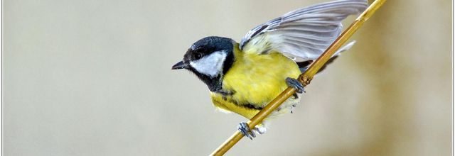 Mésange Charbonnière (4) - Parus major