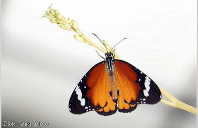 Petit Monarque (2) - Danaus chrysippus