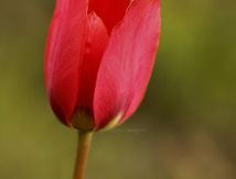 Tulipes sauvages
