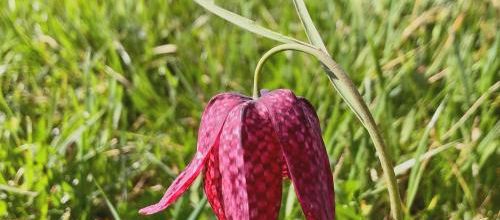 les fritilaires