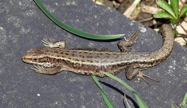 Lettre d'un lézard vivipare aux humains déconfinés