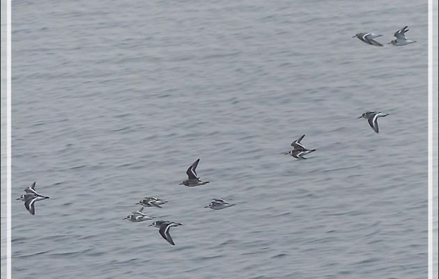 Vol d'oiseaux indéterminés - Mer des Tchouktches - Alaska