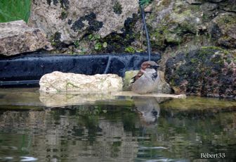 un moineau qui prend son bain 