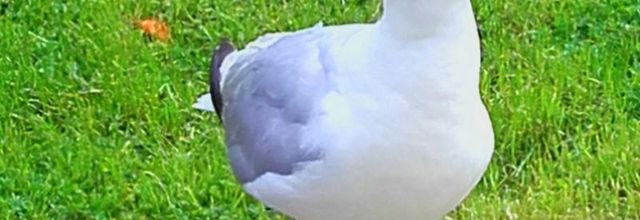 Dans mon jardin  portrait 