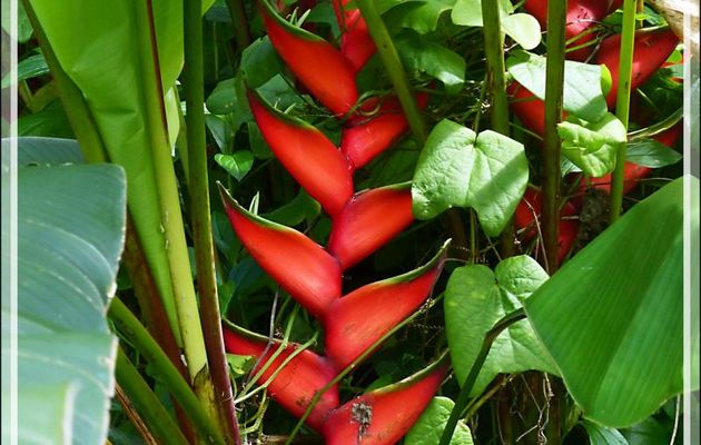 Balisier des Caraïbes, Héliconia bihai (Heliconia Caribaea) - Raiatea - Polynésie française