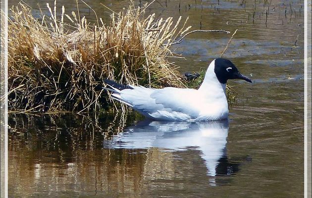 Mouette des Andes (Chroicocephalus serranus) - Laguna Chaquicocha - Salinas y Aguadas Blanca - Pérou