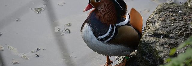 Ménagerie du Jardin des Plantes : La Grande Volière : Le canard Mandarin 