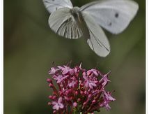 Pieris rapae - Piéride de la Rave - Pieridae