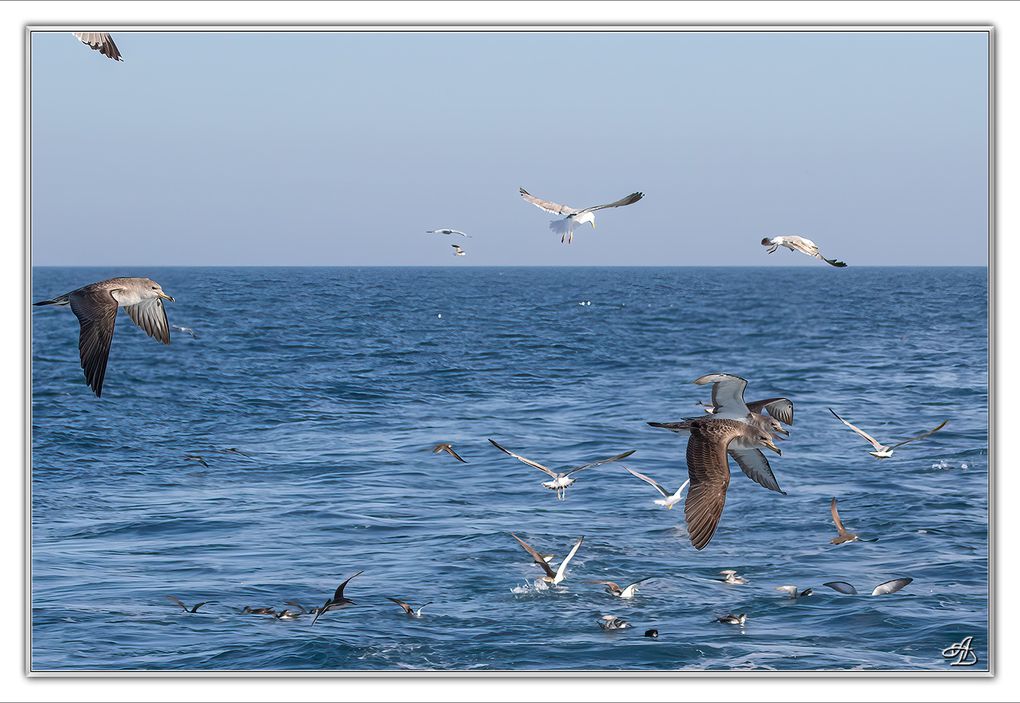 04 - Oiseaux