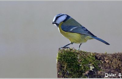 Mésange Bleue (3) - Cyanistes caeruleus