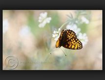 Mélitée - Nymphalidae