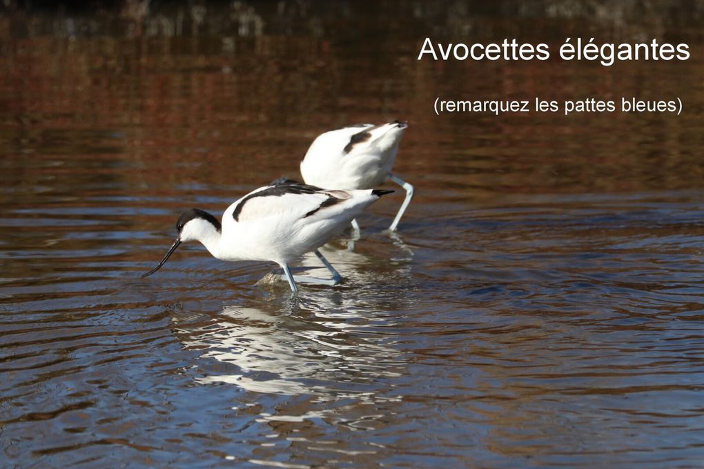 cherchez l'intrus :-)