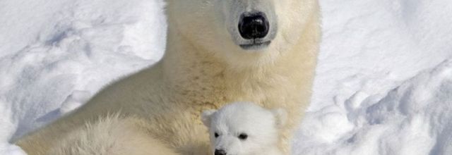Animaux : Généralités