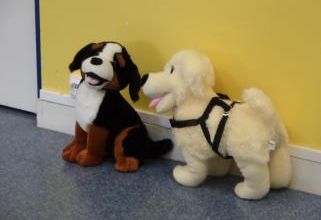 Intervention sur la prévention des morsures