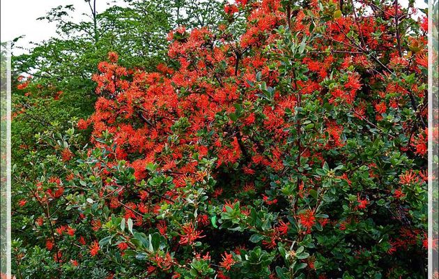 Débarquement dans la Baie de Wulaia avec ses Arbres de feu du Chili, Notro o ciruelillo, Fire bush, Maku (Yagan) (Embothrium coccineum) - Ile Navarino - Chili