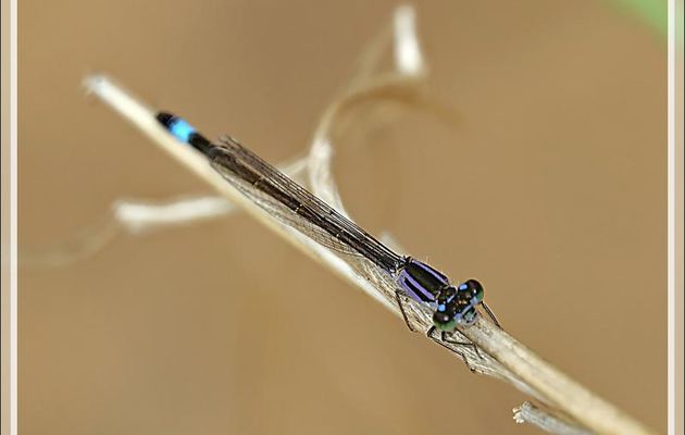 Libellule Agrion élégant (Ischnura elegans) - Saint-Clément-des-Baleines - Ile de Ré - 17