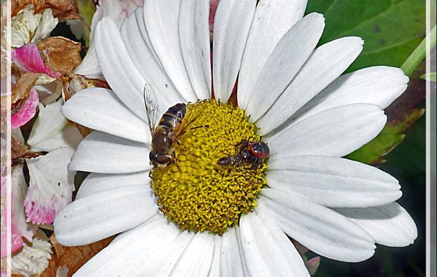 Araignée Thomise globuleuse forme rouge et sa proie (une abeille), Thomise Napoléon, Napoleon spider (Synema globosum) - Lartigau - Milhas - 31