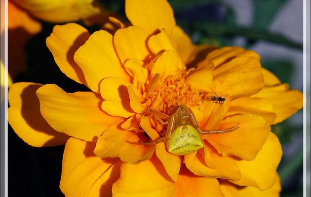 Araignée crabe Thomise enflée (Thomisus onustus) - La Couarde - Île de Ré - 17