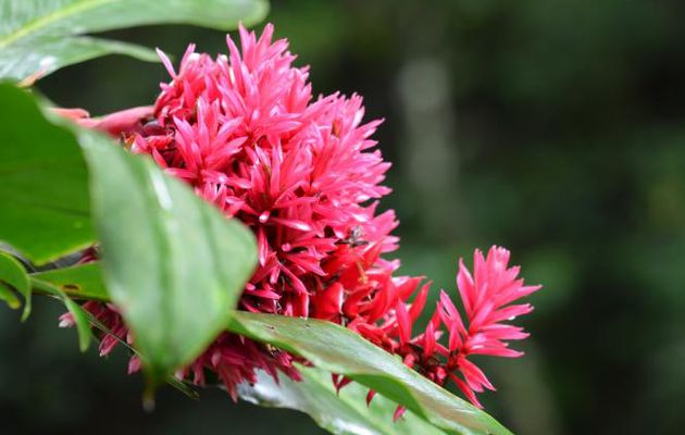 MARTINIQUE AOUT 2017 FLEURS ET FRUITS (JACOBNIA ET ROSE DE PORCELAINE)