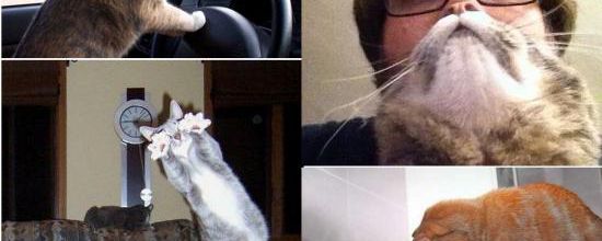 Ces photos de chats ont été prises au bon moment