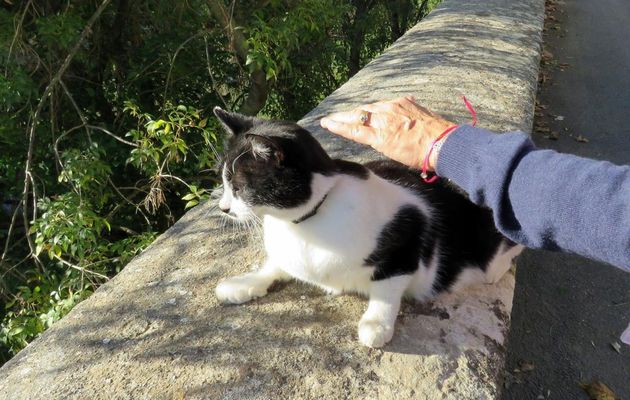une belle minette ! hi hi