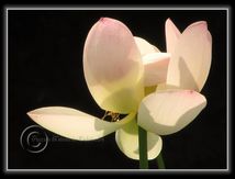 Lotus sacrés (Nelumbo nucifera)