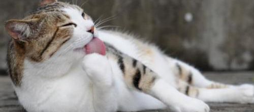 Imitez votre chat !!
