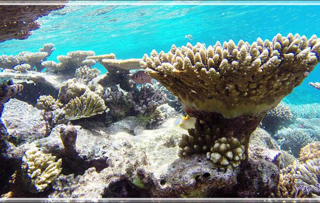 Corail Acropore digitiforme, Finger-acropora (Acropora humilis) - Athuruga - Atoll d'Ari - Maldives