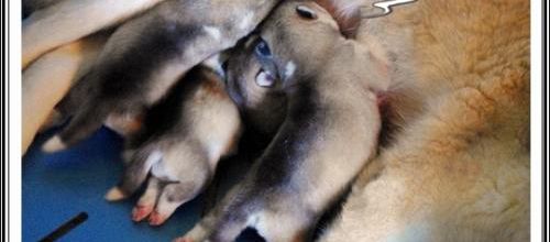 Portée Husky Elouka J+6 (28 juin 2014)