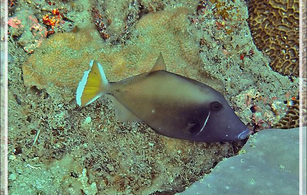 Baliste demi-lune, Baliste double-queue, Halfmoon triggerfish, Whitetip triggerfish (Sufflamen chrysopterus) - Spot Sugar Man - Tsarabanjina - Mitsio - Madagascar