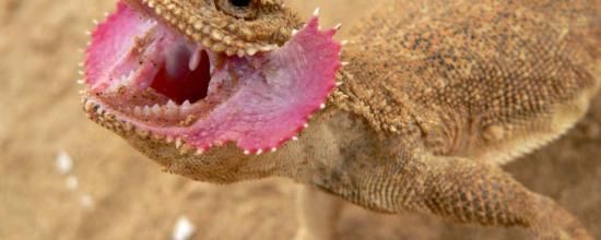 Phrynocephalus mystaceus