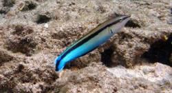 Snorkeling : Mamila arabe, Brème de mer arabe, Arabian spinecheek, Arabian monocle bream  (Scolopsis ghanam) - Nosy Tsarabanjina - Archipel Mitsio - Madagascar