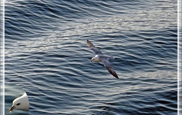 Fulmar boréal, Pétrel fulmar, Northern Fulmar (Fulmarus glacialis) - Région de Qaanaaq - Groenland