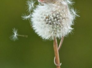 Instant Câlin