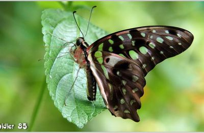 Voilier Vert (1) - Graphium agamemnon