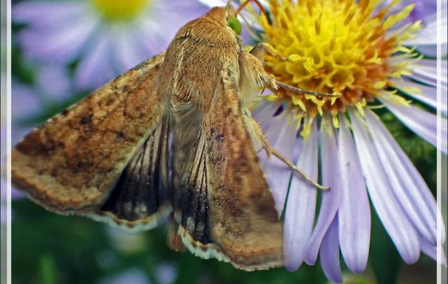 Papillon de nuit  Noctuelle peltigère (Heliothis peltigera), volant de jour et aux yeux verts - Lartigau - Milhas - 31